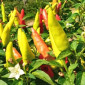 Семена острого перца Matchbox