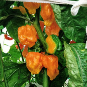 7pot Congo Giant yellow