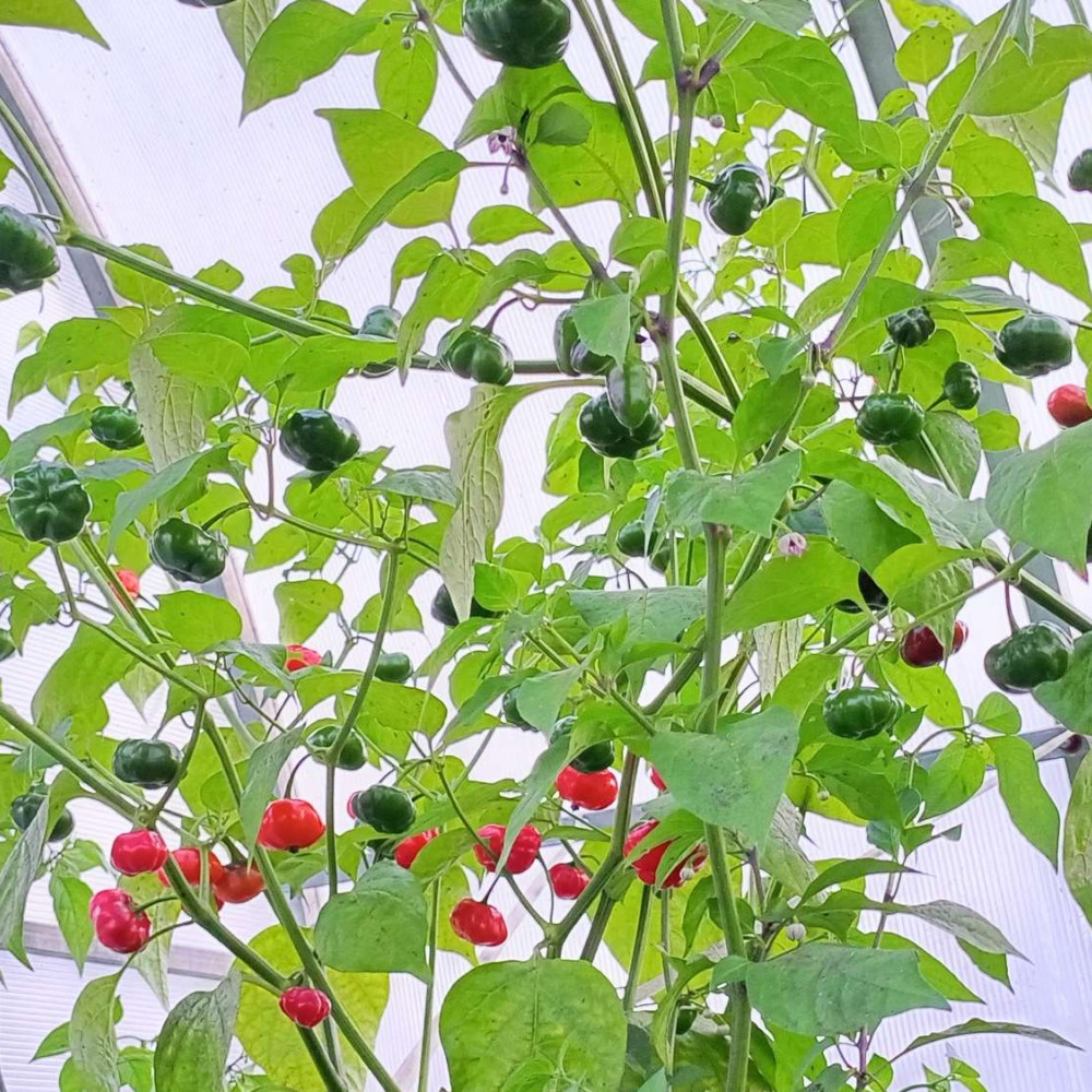 Семена острого перца Aji Brazilian Pumpkin