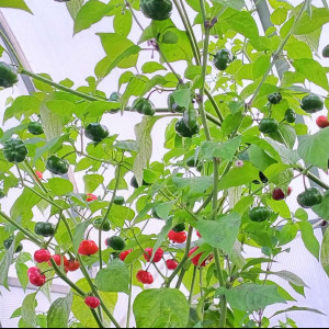 Aji Brazilian Pumpkin