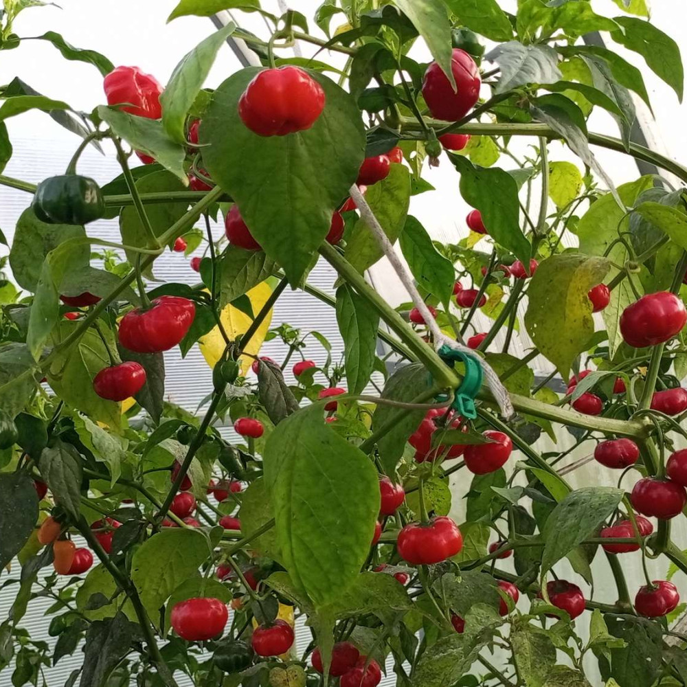 Семена острого перца Aji Brazilian Pumpkin-3