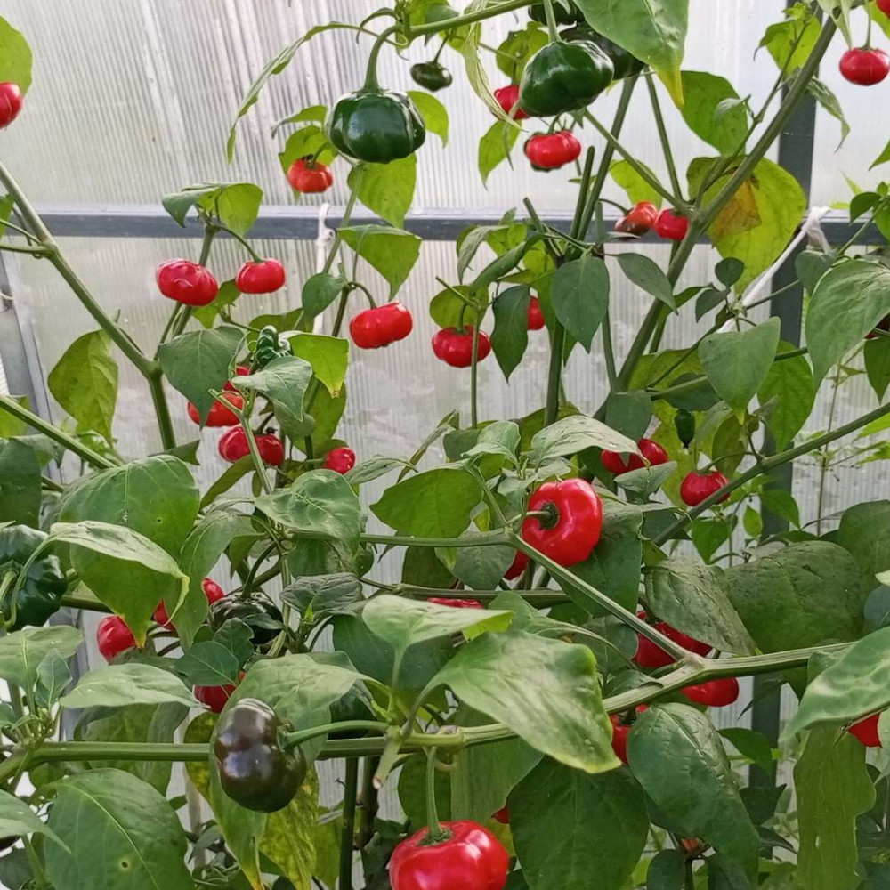 Семена острого перца Aji Brazilian Pumpkin-2