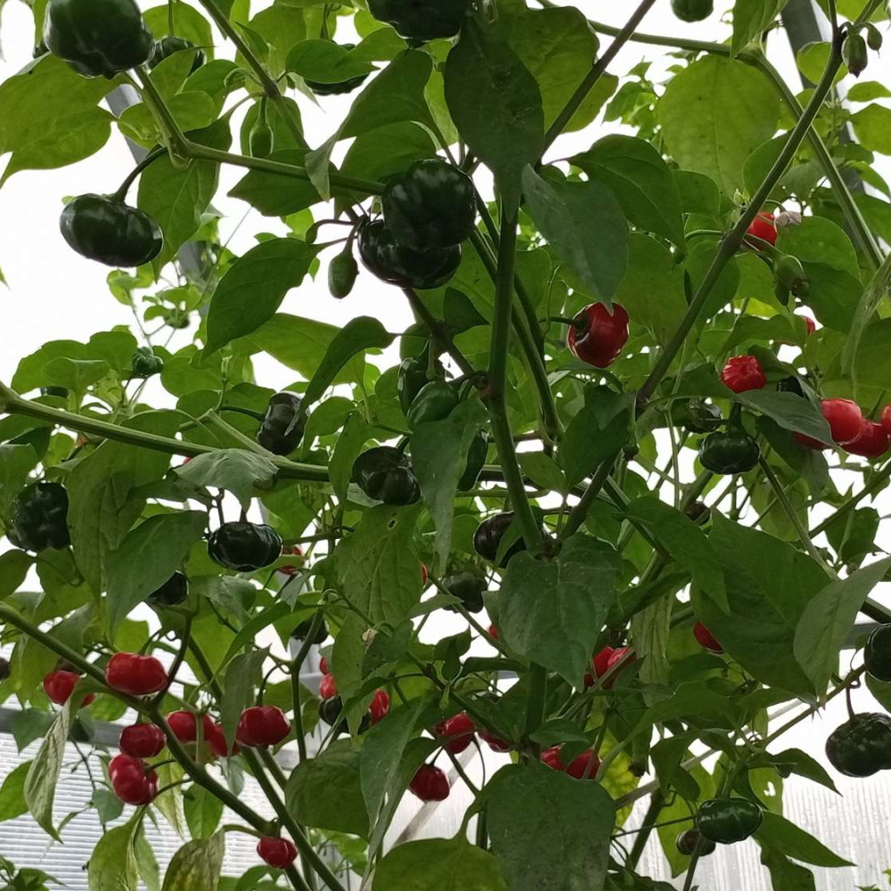 Семена острого перца Aji Brazilian Pumpkin-1