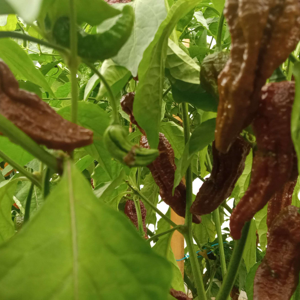 Семена острого перца Bhut Jolokia chocolat