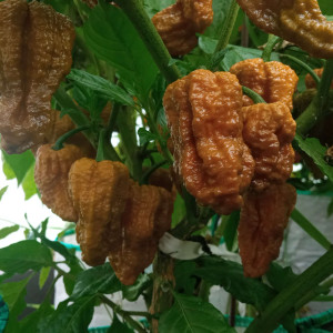 Bhut Jolokia Mustard