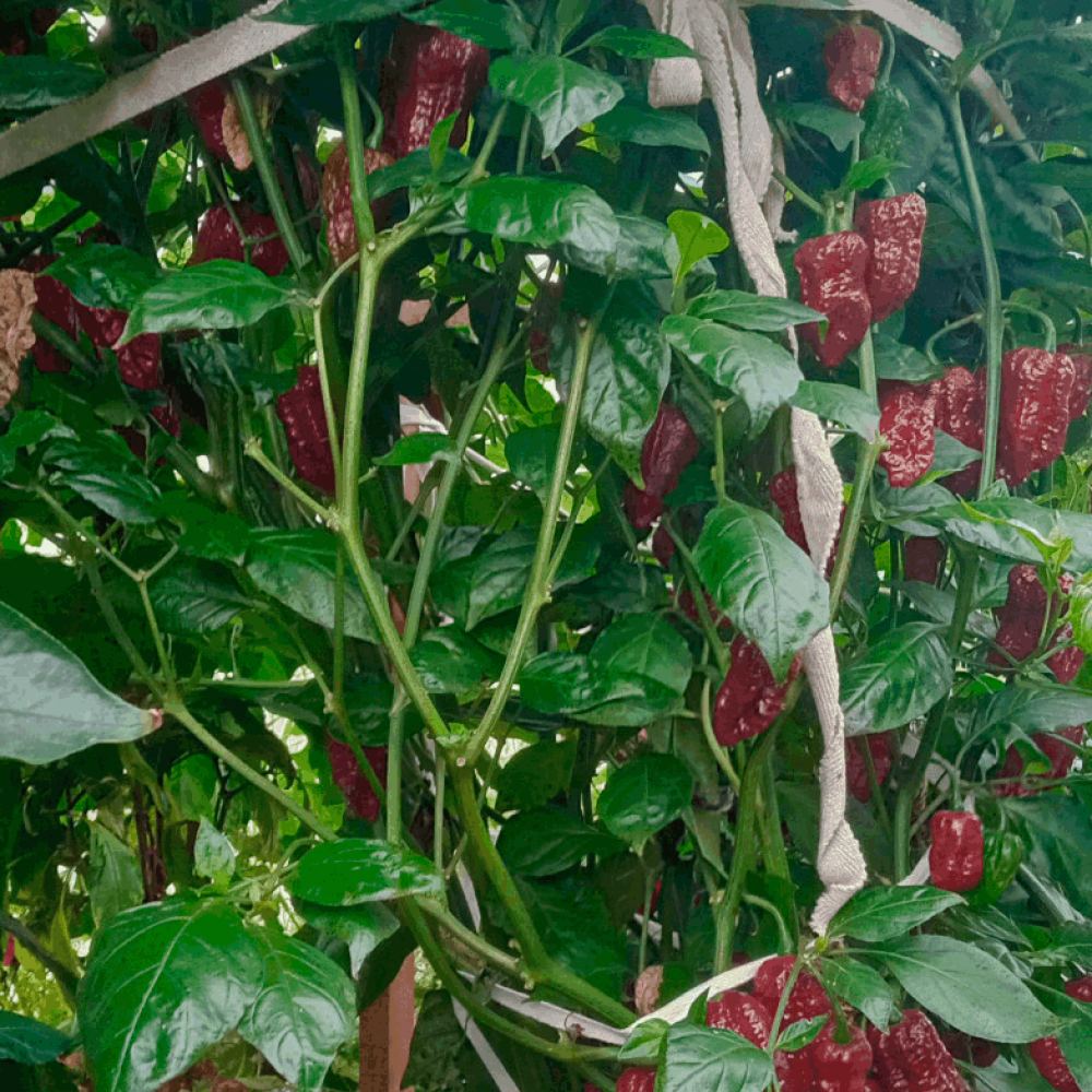 Семена острого перца CTxBJC-1