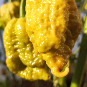 Carolina Reaper Gold