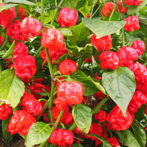 Carolina Reaper