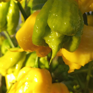 Carolina reaper lemon