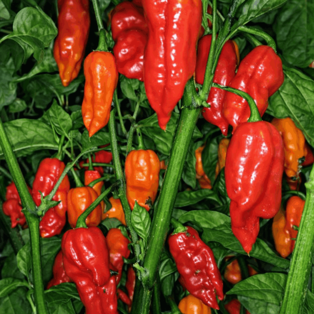 Семена острого перца Dorzet Zinger