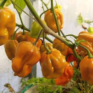 Elysium Oxide Mustard