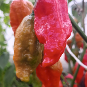 Ghost pepper