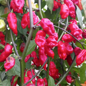 Ghost purple scorpion