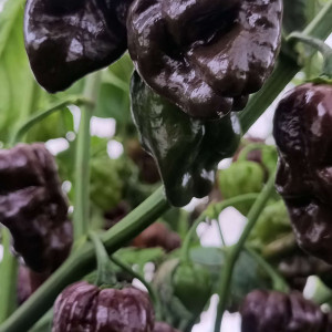 Habanero Chocolate