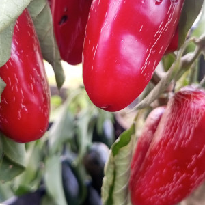 Jalapeno Black Magic