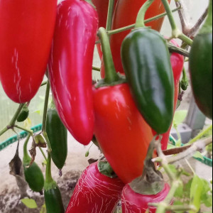 Jalapeno Craigs Grande