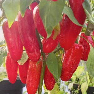 Jalapeno Early