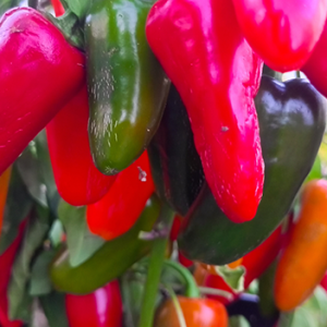 Jalapeno Numex Jalmundo