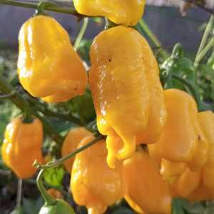 Jays yellow ghost scorpion