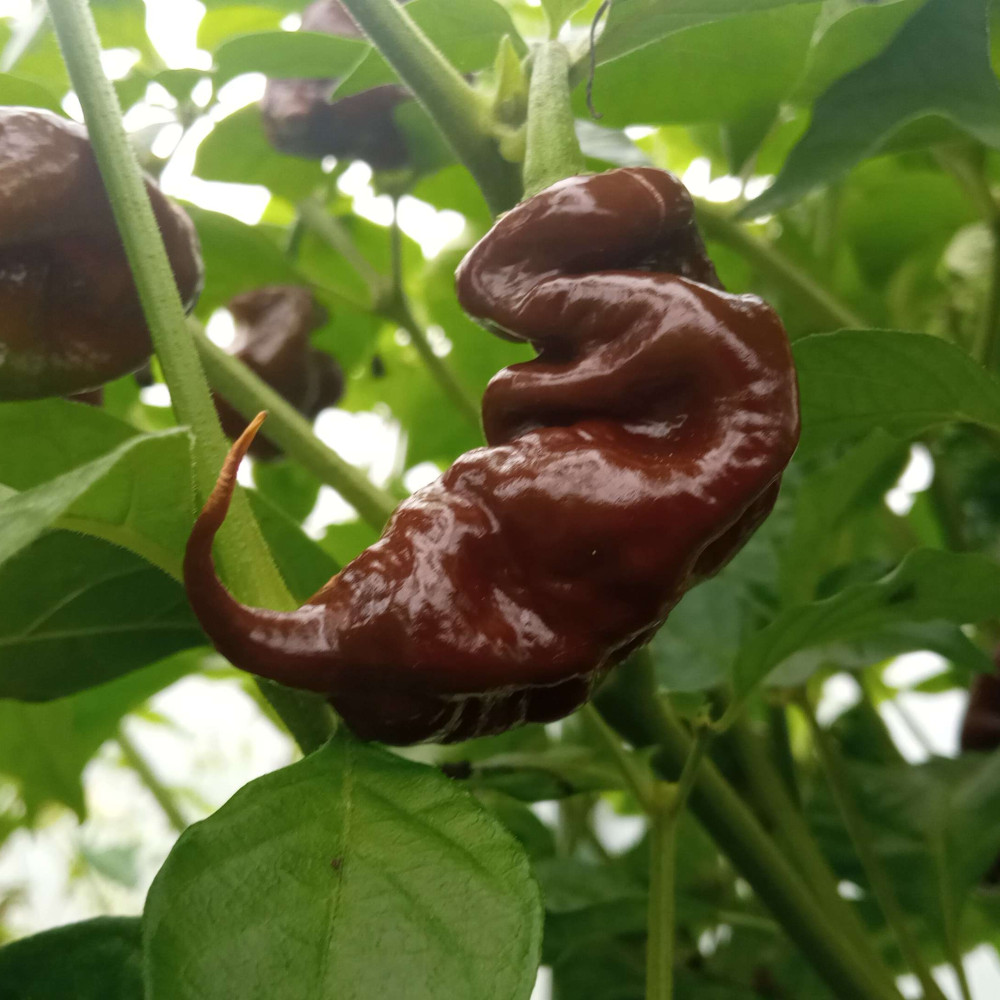 Семена острого перца Naga Viper chocolate