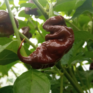 Naga Viper chocolate