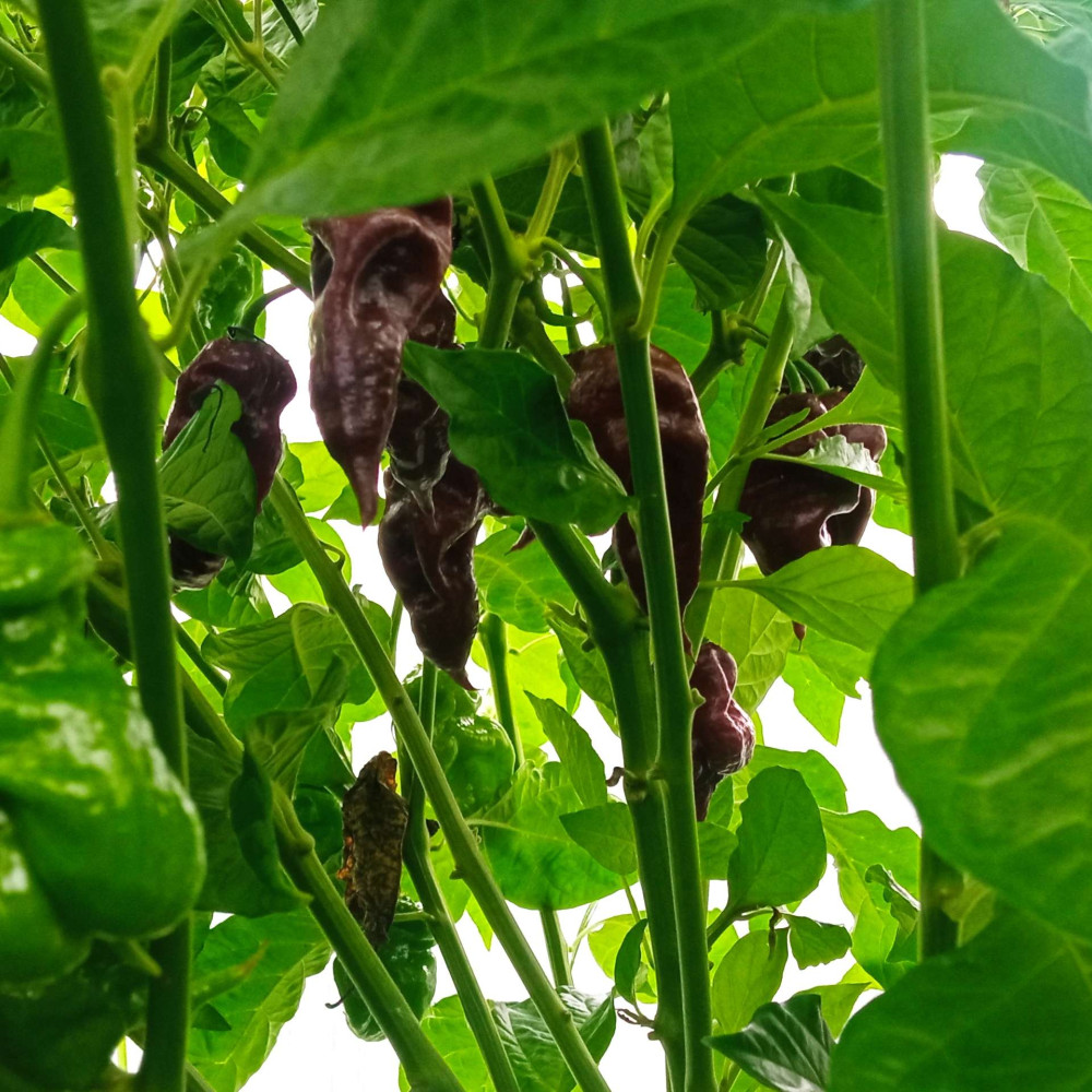 Семена острого перца Naga Viper chocolate-1