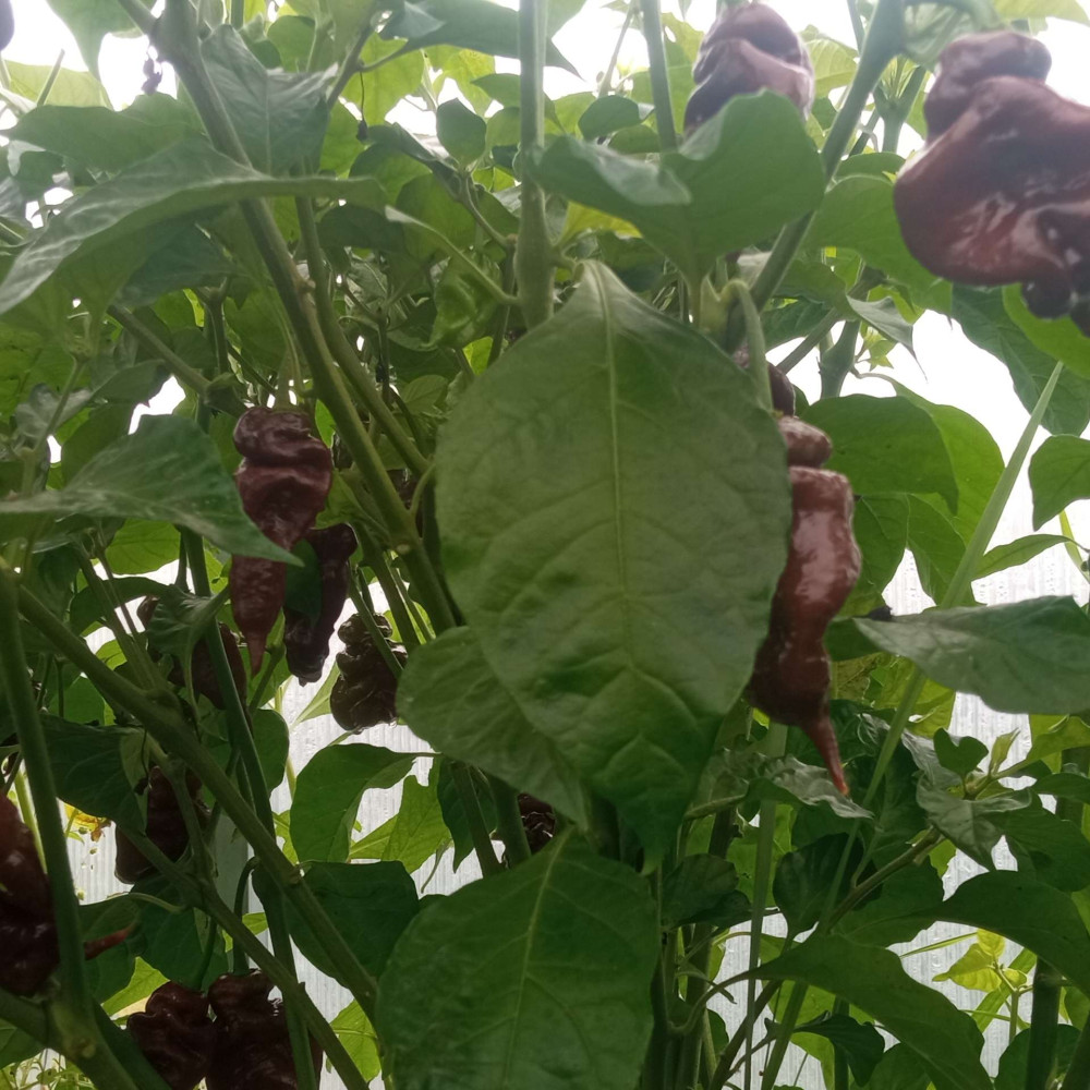 Семена острого перца Naga Viper chocolate-2