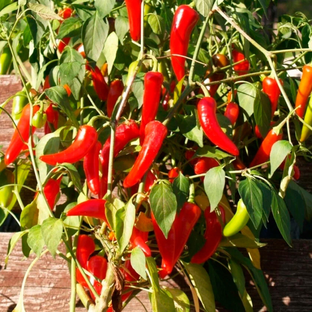 Семена острого перца Pepperoncini Italy