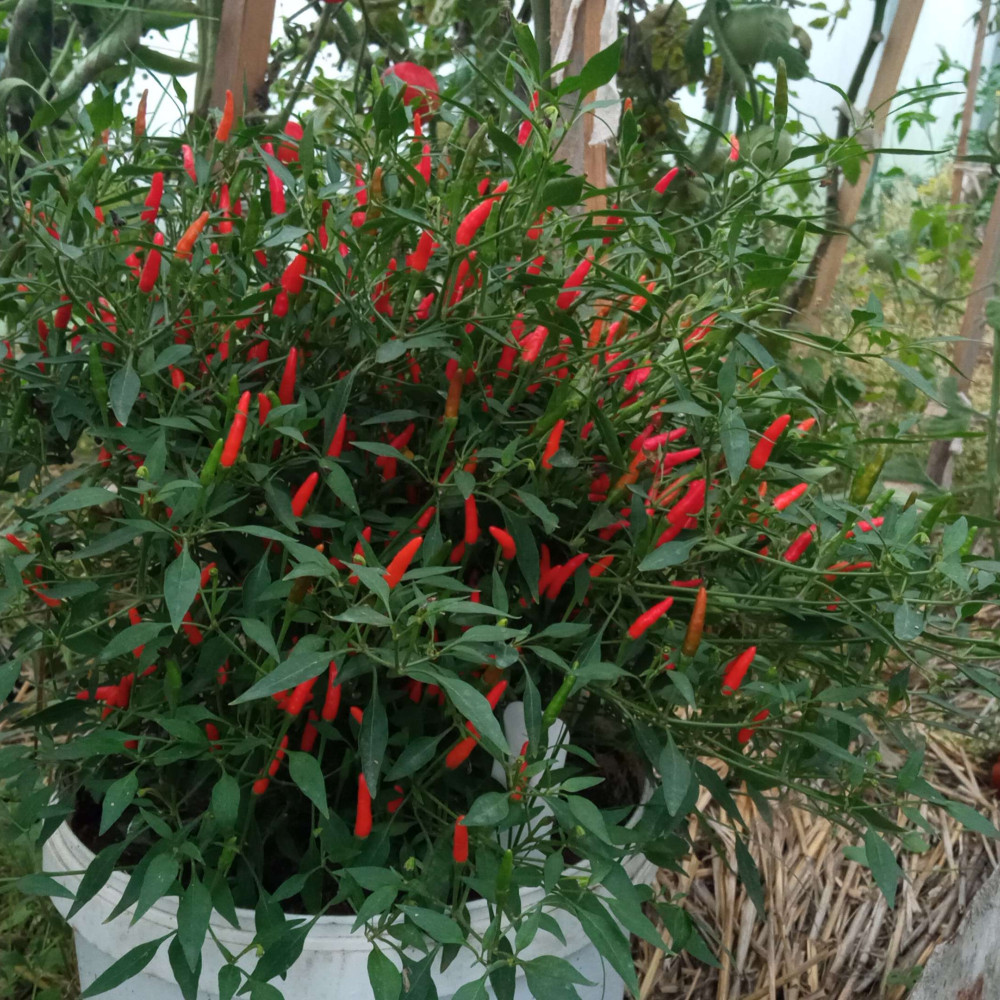 Семена острого перца Piri-piri-6