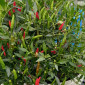 Семена острого перца Piri-piri