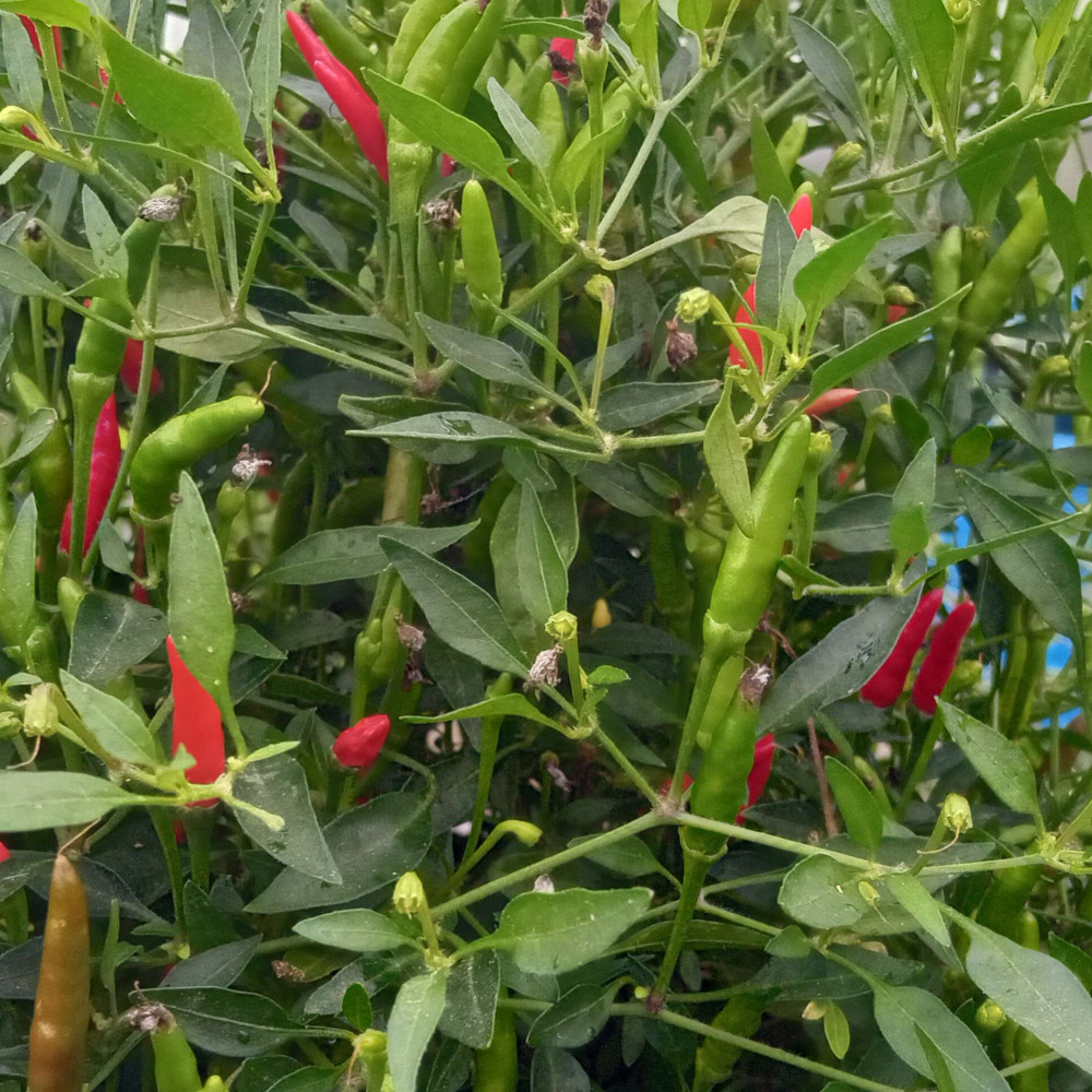 Семена острого перца Piri-piri-1