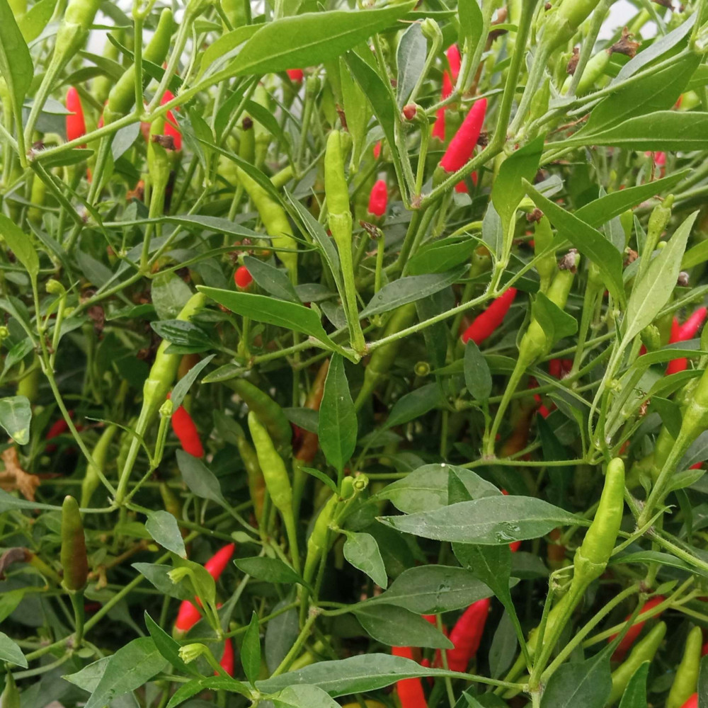 Семена острого перца Piri-piri-3