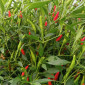 Семена острого перца Piri-piri