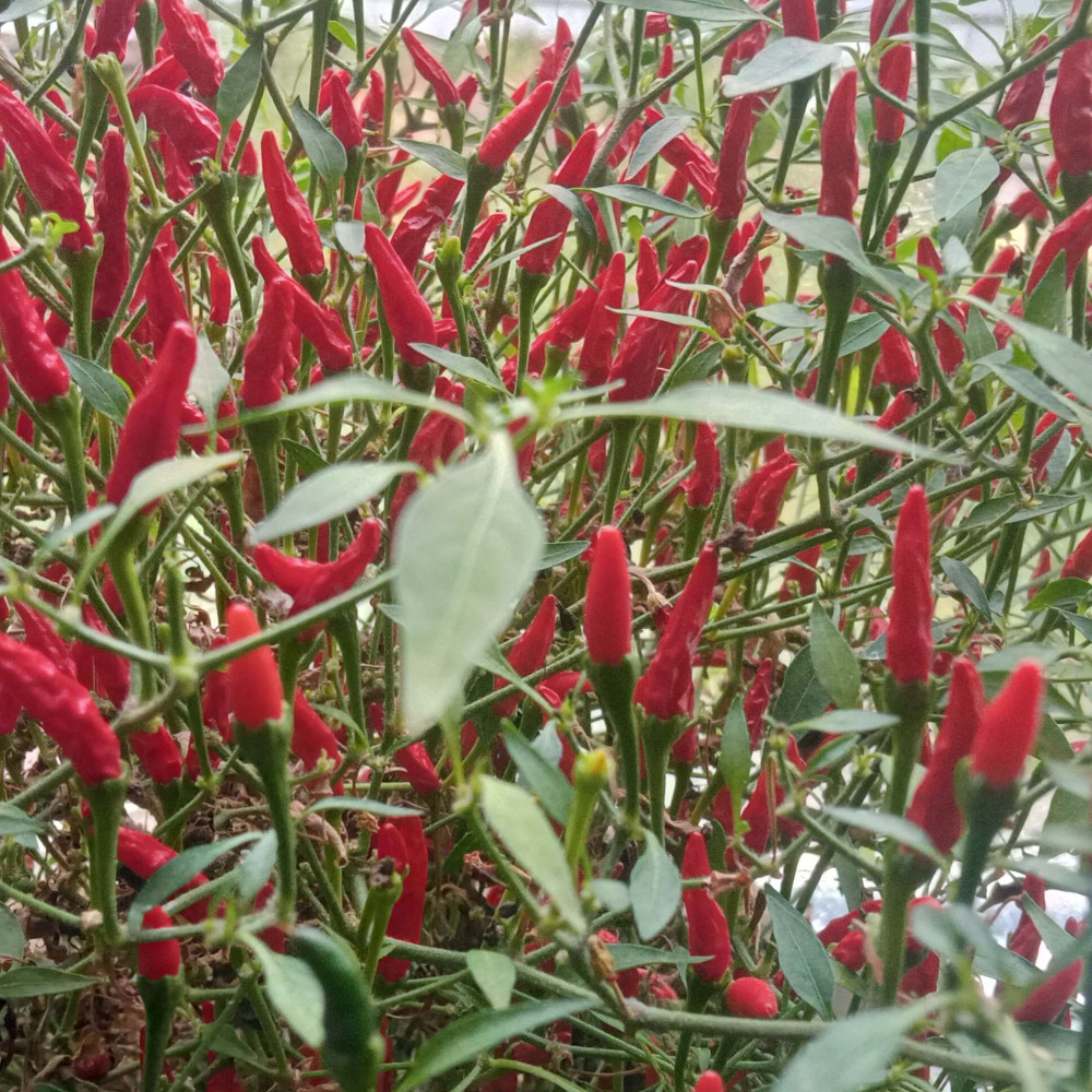 Семена острого перца Piri-piri-4