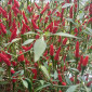 Семена острого перца Piri-piri