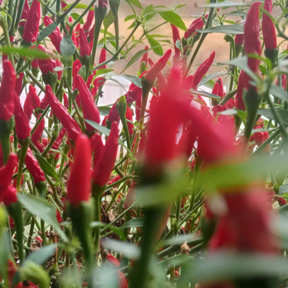 Семена острого перца Piri-piri-5