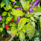 Семена острого перца Purple Cayenne hot pepper