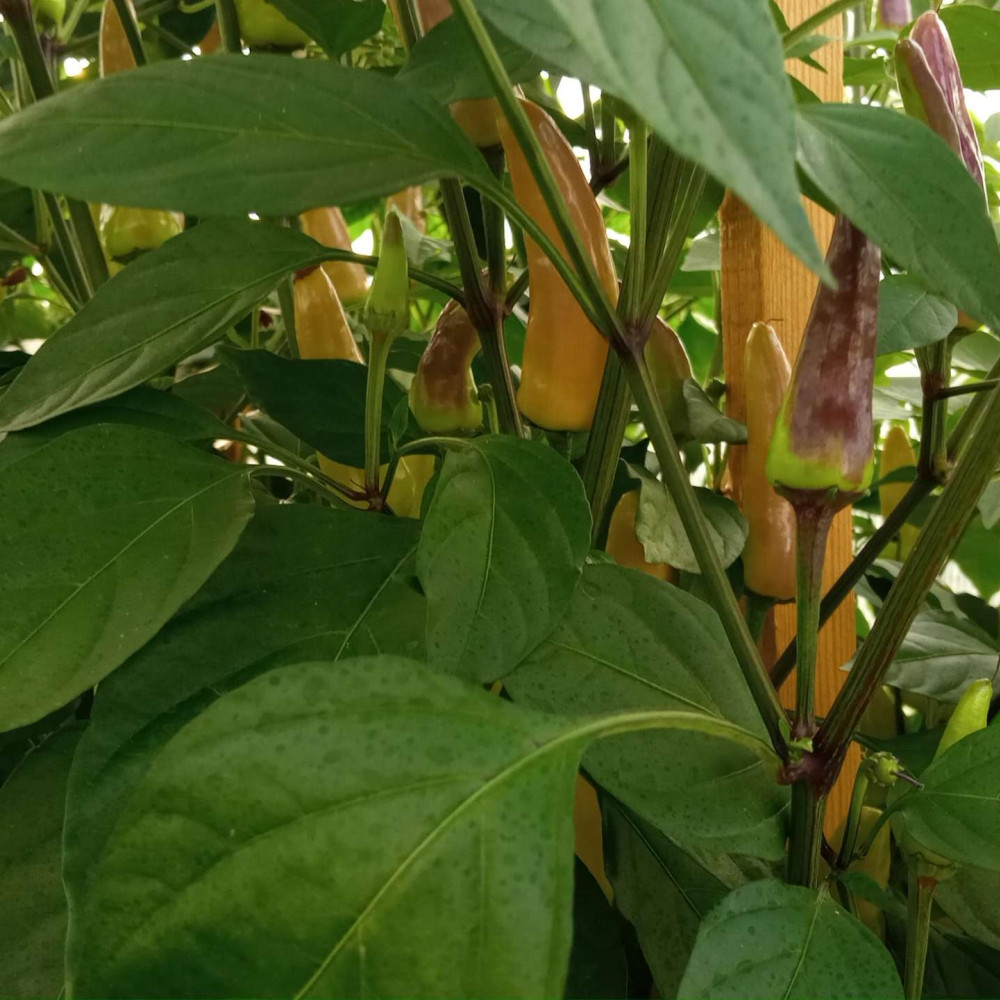 Семена острого перца Purple Cayenne hot pepper-4