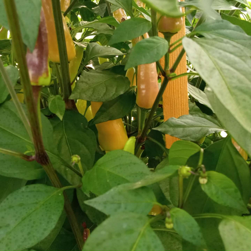 Семена острого перца Purple Cayenne hot pepper-2