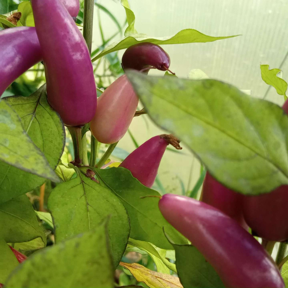 Семена острого перца Purple Cayenne hot pepper-3