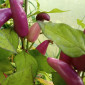 Семена острого перца Purple Cayenne hot pepper