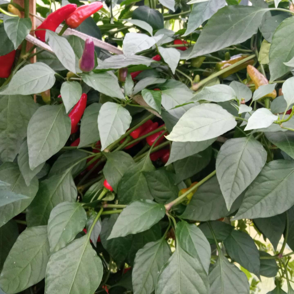 Семена острого перца Purple Cayenne hot pepper-1