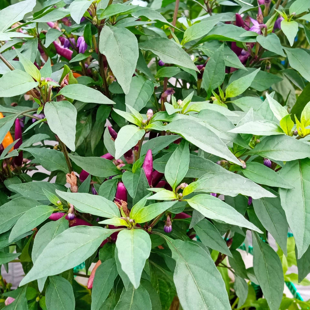 Семена острого перца Purple cluster-4