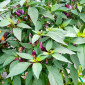 Семена острого перца Purple cluster