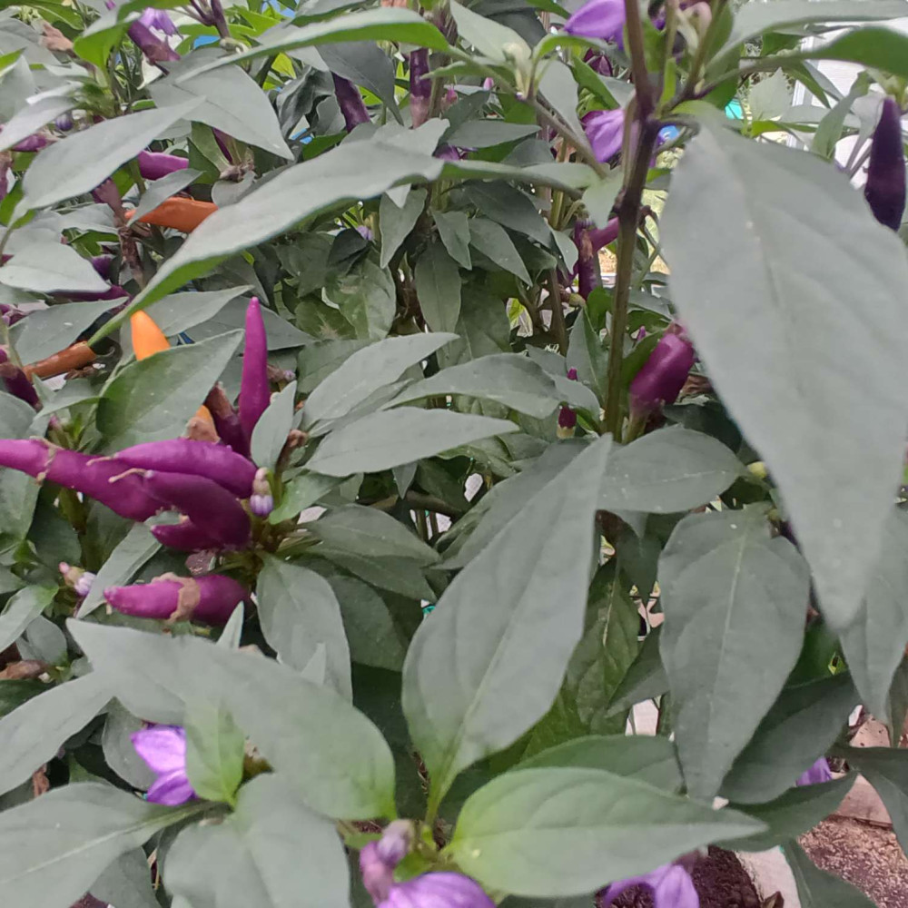 Семена острого перца Purple cluster-3