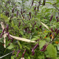 Семена острого перца Purple cluster