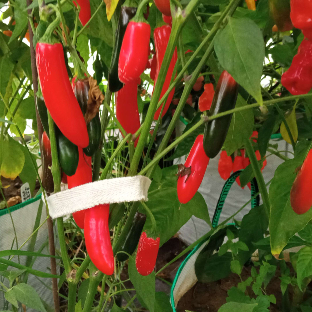 Семена острого перца Serrano Red