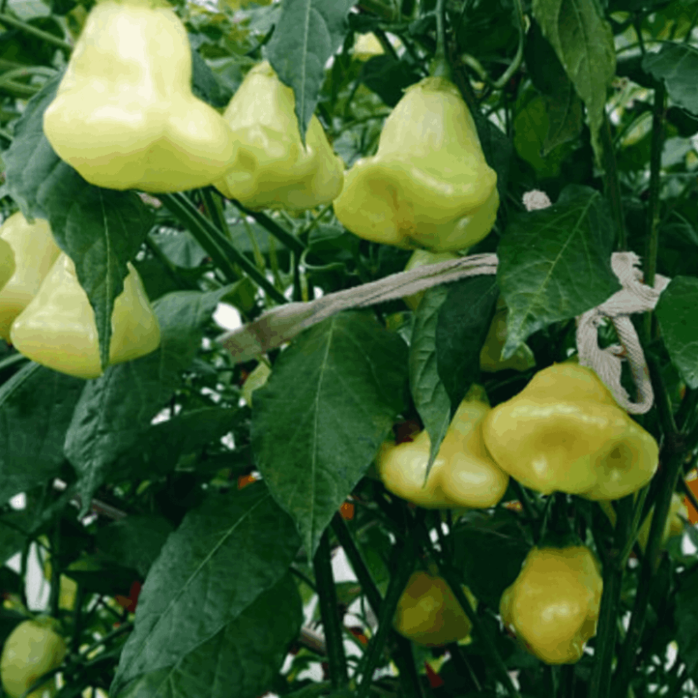 Семена острого перца Sugar Rush Cream