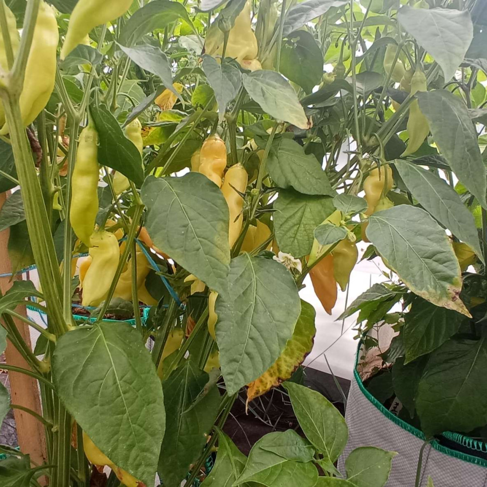 Семена острого перца Sugar Rush Peach-3