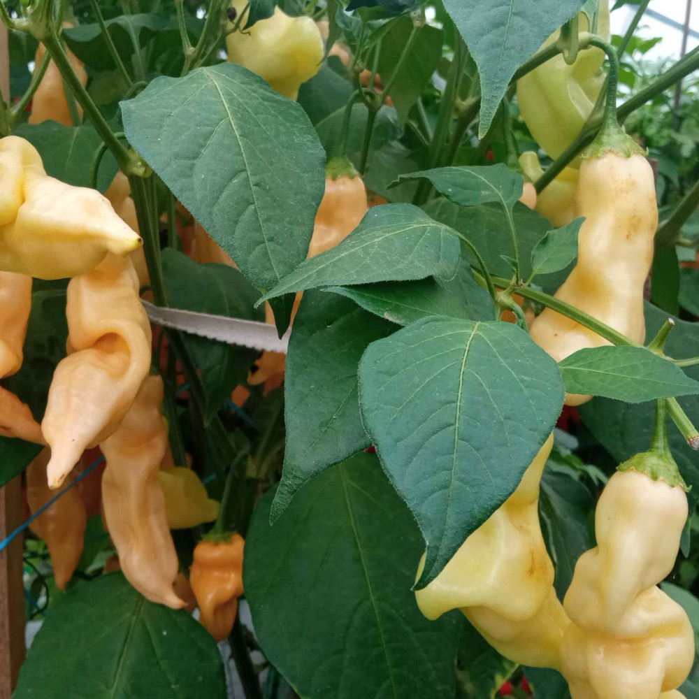 Семена острого перца Sugar Rush Peach